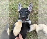 Puppy 1 German Shepherd Dog-Siberian Husky Mix