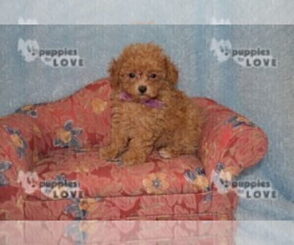 Medium Photo #2 Poodle (Toy) Puppy For Sale in SANGER, TX, USA