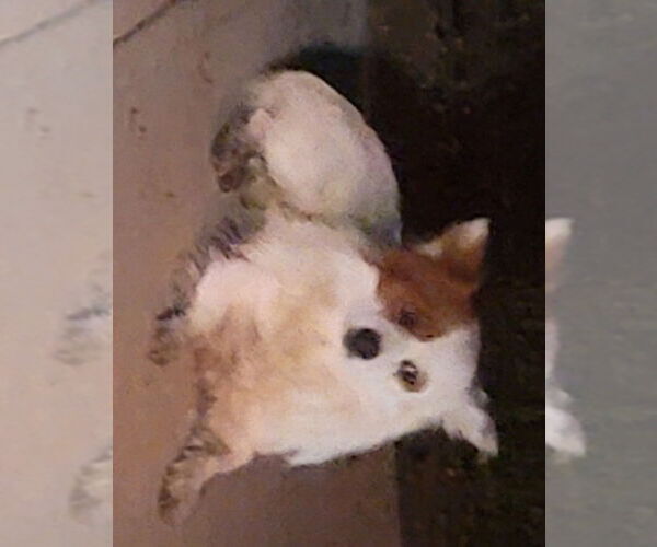 Medium Photo #3 Pomeranian-Unknown Mix Puppy For Sale in San Antonio, TX, USA