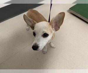 Chihuahua-Unknown Mix Dogs for adoption in Corona, CA, USA