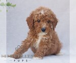 Small #2 Goldendoodle (Miniature)