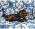 Small #4 Lhasa-Poo