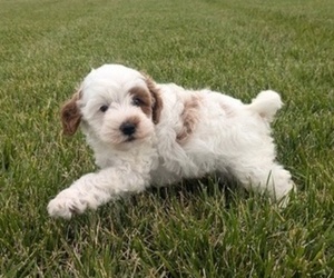 Cavapoo-Poodle (Miniature) Mix Puppy for sale in GOSHEN, IN, USA