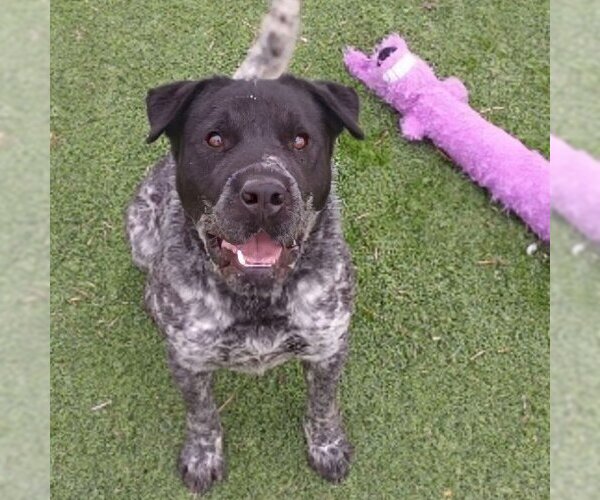 Medium Photo #1 Mutt Puppy For Sale in Vail, AZ, USA