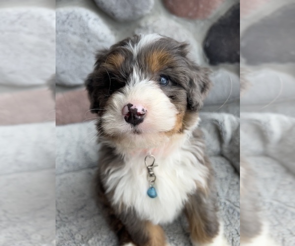 Medium Photo #2 Bernedoodle (Miniature) Puppy For Sale in LAWRENCE, MI, USA