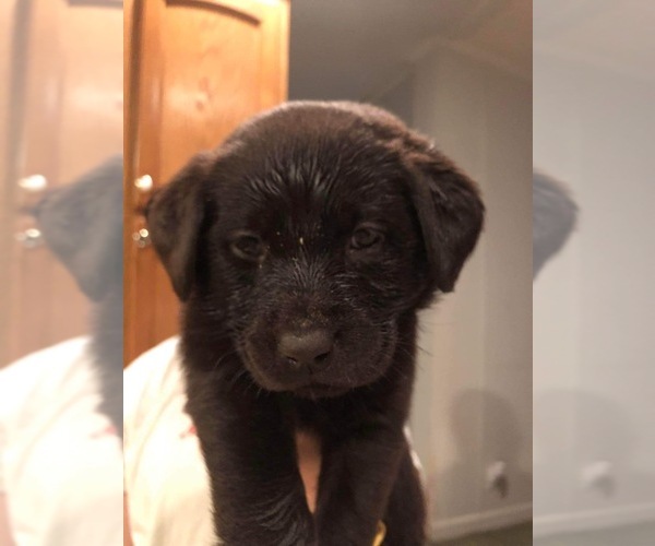 Medium Photo #4 Labrador Retriever Puppy For Sale in CONOVER, NC, USA