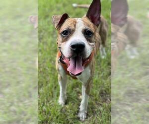 American Staffordshire Terrier Dogs for adoption in Fort Lauderdale, FL, USA