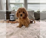 Small Photo #5 Cockapoo Puppy For Sale in INDIANAPOLIS, IN, USA