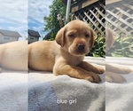 Small #6 Labrador Retriever
