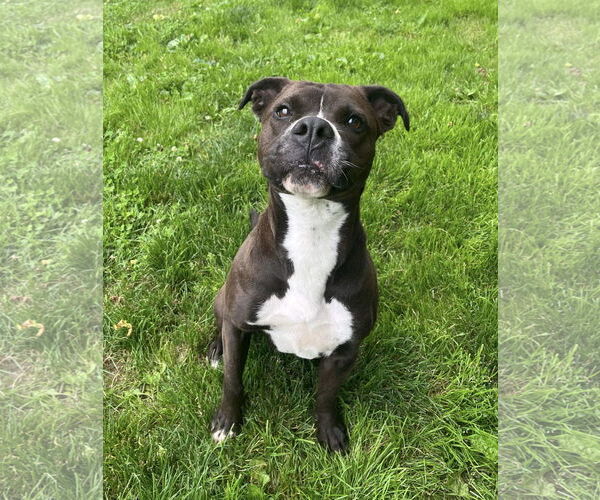 Medium Photo #5 Boxer-Unknown Mix Puppy For Sale in Germantown, OH, USA