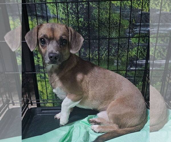 Medium Photo #1 Chiweenie Puppy For Sale in Oakhurst, NJ, USA