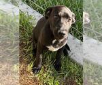 Small Labrador Retriever Mix