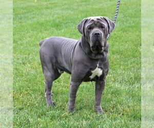 Father of the Cane Corso puppies born on 01/05/2024