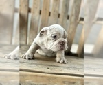 Small Photo #15 English Bulldog Puppy For Sale in BEAVERTON, OR, USA