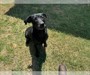 Labrador Retriever-Unknown Mix Dogs for adoption in Grovetown, GA, USA