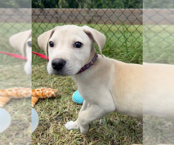 Medium Photo #5 Labrador Retriever Puppy For Sale in Tarrytown, GA, USA
