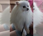 Small Photo #1 Pomsky Puppy For Sale in OCALA, FL, USA