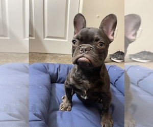French Bulldog Puppy for Sale in VICTORVILLE, California USA