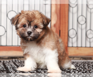 Cairnese Puppy for sale in NAPLES, FL, USA