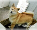 Small Photo #3 Shiba Inu Puppy For Sale in LIBERTY, KY, USA
