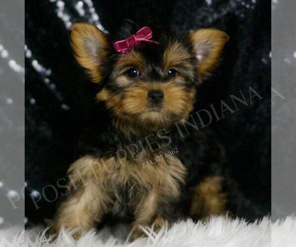 Medium Photo #41 Yorkshire Terrier Puppy For Sale in WARSAW, IN, USA
