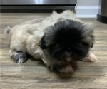Small Photo #4 Pekingese Puppy For Sale in TURKEY, NC, USA