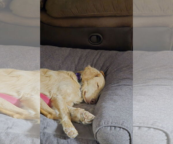 Medium Photo #10 Golden Labrador Puppy For Sale in Minneapolis, MN, USA