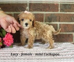 Small #1 Cockapoo (Miniature)