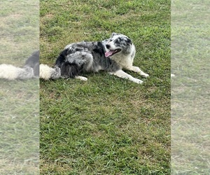 Mother of the Border Collie puppies born on 06/08/2026
