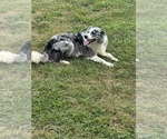 Small Photo #1 Border Collie Puppy For Sale in OTTUMWA, IA, USA
