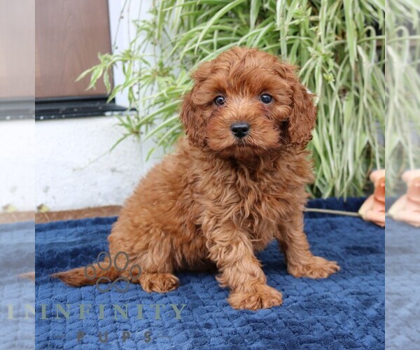 Medium Photo #1 Cavapoo (Miniature) Puppy For Sale in NARVON, PA, USA