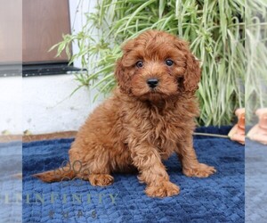 Cavapoo (Miniature) Puppy for sale in NARVON, PA, USA