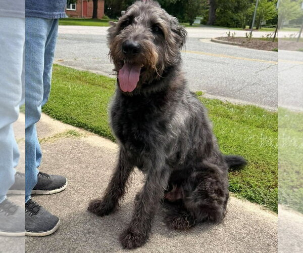 Medium Photo #4 Poodle (Standard)-Unknown Mix Puppy For Sale in Spring Lake, NC, USA