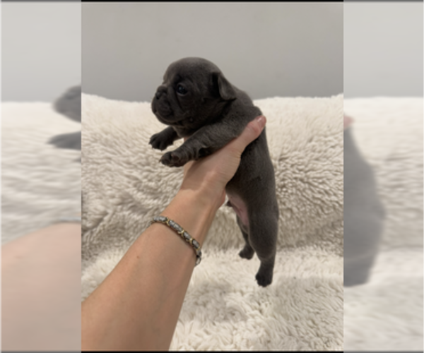 Medium Photo #3 French Bulldog Puppy For Sale in KALISPELL, MT, USA