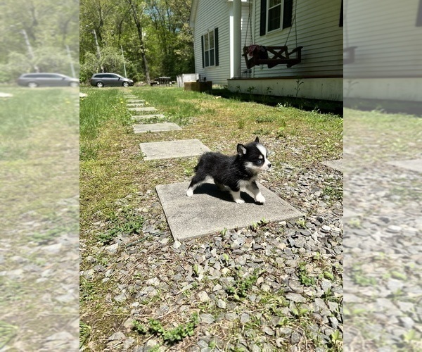 Medium Photo #28 Pomsky Puppy For Sale in DRACUT, MA, USA