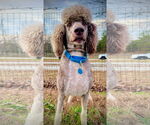 Small #1 Poodle (Standard)