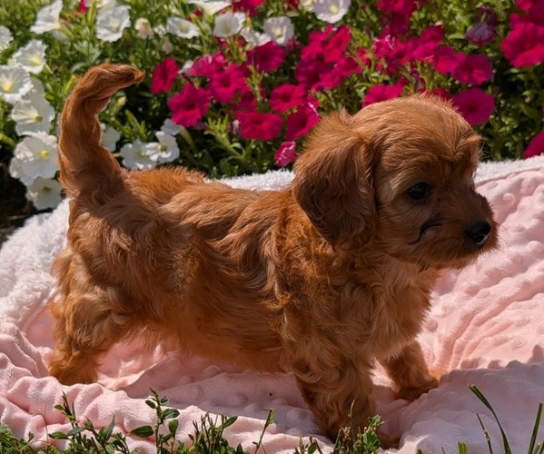 Medium Photo #2 Cavapoo Puppy For Sale in GOSHEN, IN, USA