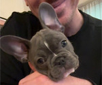 Small Photo #2 French Bulldog Puppy For Sale in ALLENTOWN, PA, USA
