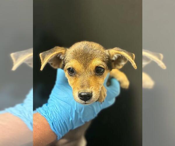 Medium Photo #1 Chihuahua-Unknown Mix Puppy For Sale in Visalia, CA, USA