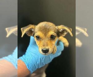 Chihuahua-Unknown Mix Dogs for adoption in Visalia, CA, USA