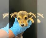 Small Chihuahua Mix