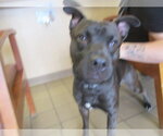 Small Staffordshire Bull Terrier