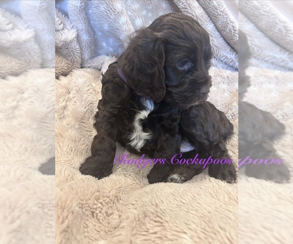 Medium Photo #1 Cockapoo (Miniature) Puppy For Sale in BLUE MOUNTAIN, MS, USA