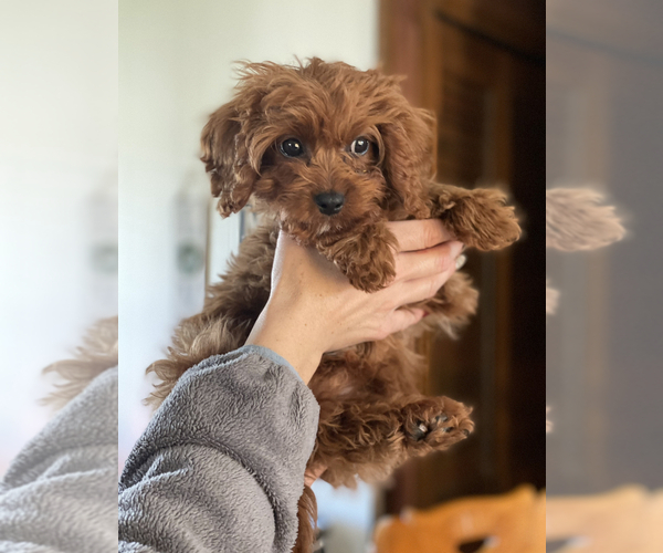 Medium Photo #1 Cavapoo Puppy For Sale in PHILADELPHIA, PA, USA