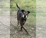 Small #1 Bullboxer Pit
