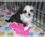 Small #12 Maltese-Poodle (Toy) Mix