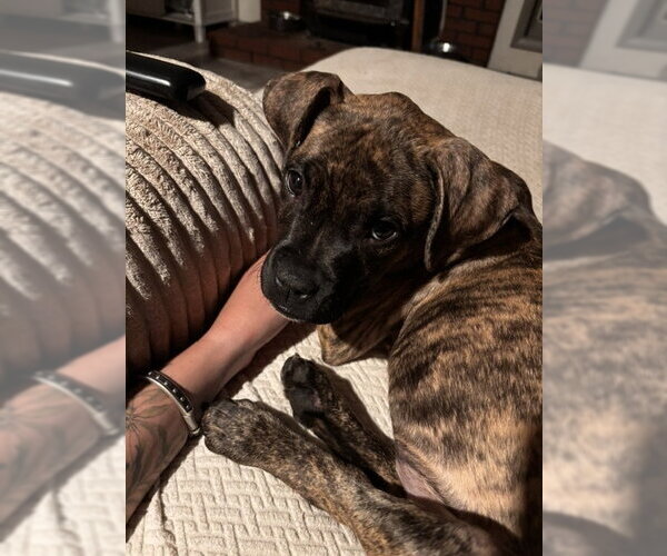 Medium Photo #2 Boxer-Unknown Mix Puppy For Sale in Unionville, PA, USA