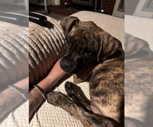 Girl Boss - Female Boxer-Unknown Mix Dog for Adoption - Photo #2