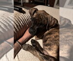 Small #1 Boxer Mix