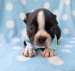 Boston Terrier Puppy for sale in LANCASTER, PA, USA